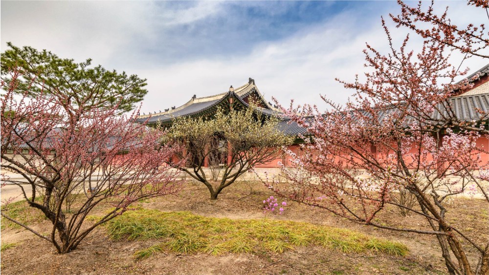 Travelodge Hotels Asia - South Korea - Cherry Blossom 2024 - Changdeokgung Palace’s Secret Garden