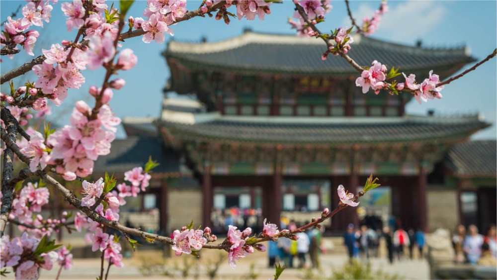 Travelodge Hotels Asia - South Korea - Cherry Blossom 2024 - Gyeongbokgung Palace