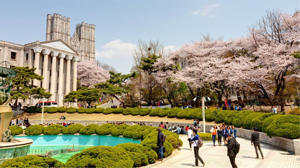 Travelodge Hotels Asia - South Korea - Cherry Blossom 2024 - Kyung Hee University