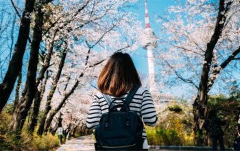 Travelodge Hotels Asia - South Korea - Cherry Blossom 2024 - Namsan Park