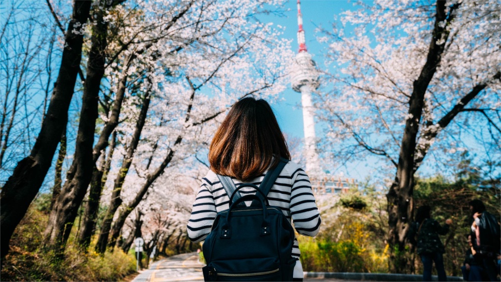 Travelodge Hotels Asia - South Korea - Cherry Blossom 2024 - Namsan Park