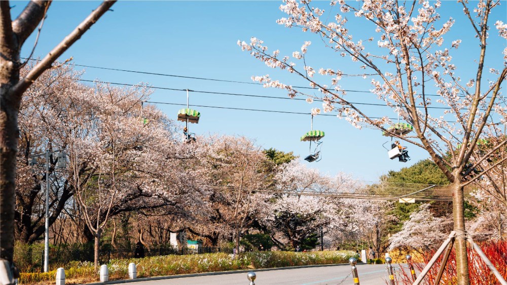 Travelodge Hotels Asia - South Korea - Cherry Blossom 2024 - Seoul Grand Park