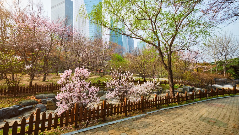 Travelodge Hotels Asia - Cherry Blossoms - Yeouido Park