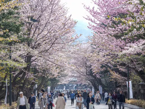 Sapporo Hotel: Cherry Blossoms During Spring | Travelodge