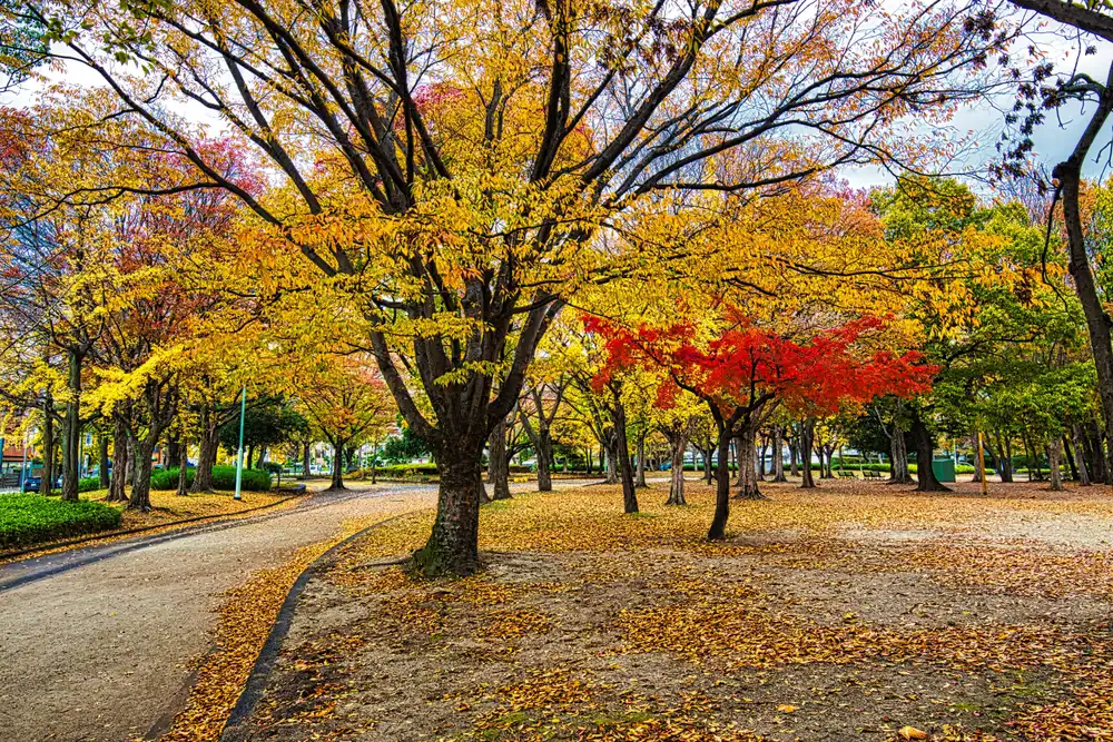 Japan's Autum Foliage