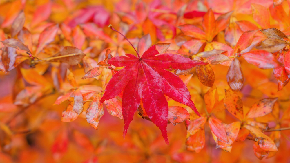 Japanese Maple (momiji) during Japan's Autumn Season