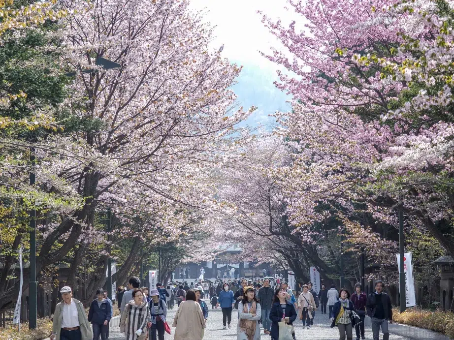 People visiting during the Osaka cherry blossom festival